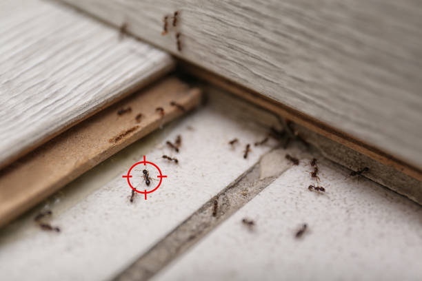 Best Affordable Pest Control Services  in Gardere, LA